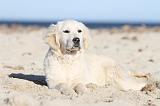 GOLDEN RETRIEVER 480